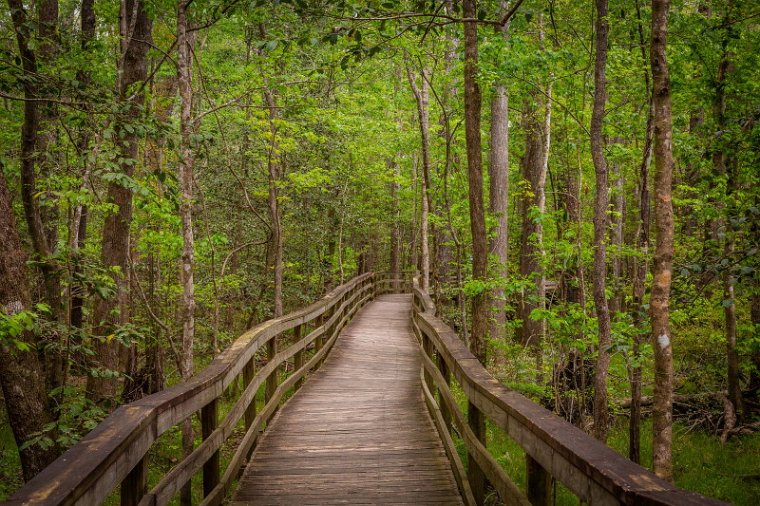 066 Congaree NP.jpg